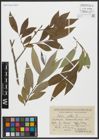 Foto von Salix alba L.